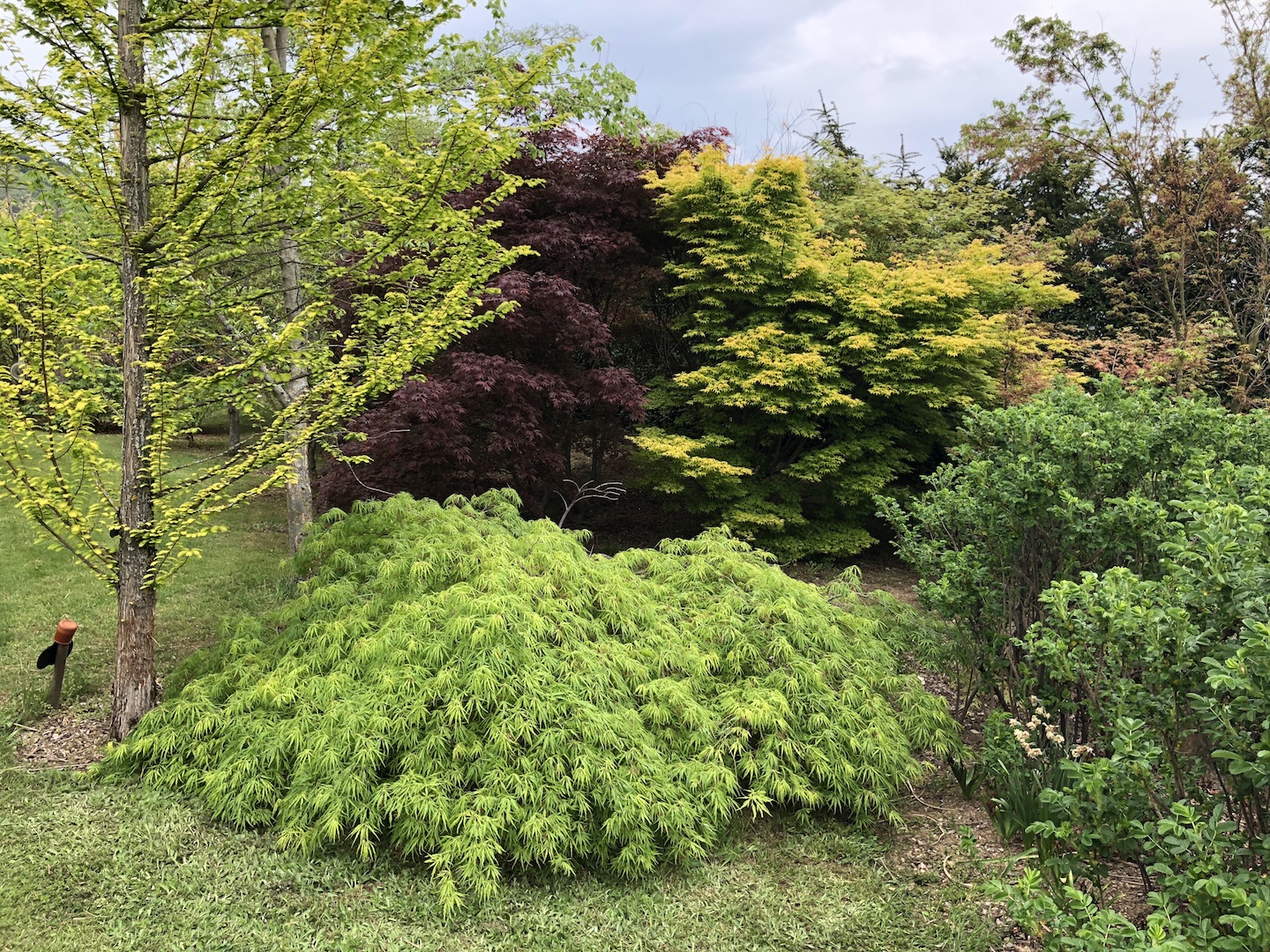 Le jardin des érables (japonais)