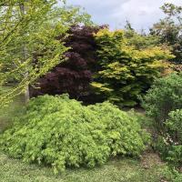 Le jardin des érables (japonais)