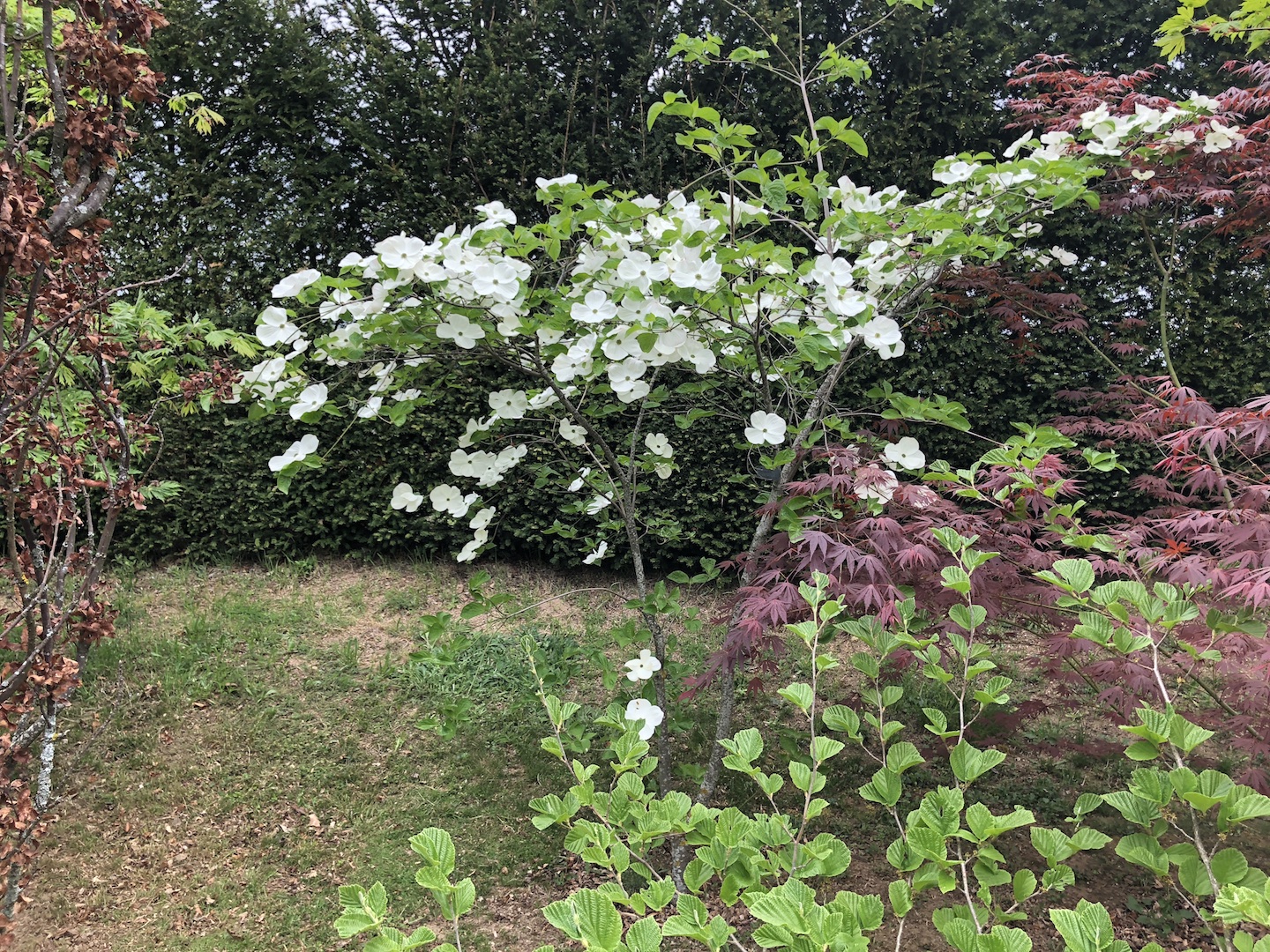 Dogwood (cornus nutalii)