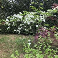 Dogwood (cornus nutalii)